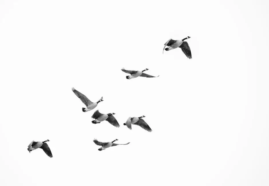 WordPress Migratie