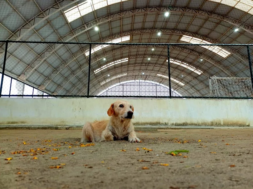 Dierenpension